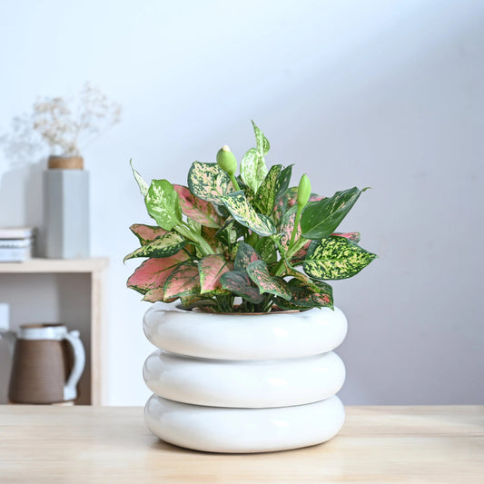 Modern White Ceramic Decorative Planter – Designer Indoor Flower Pot for Home & Office