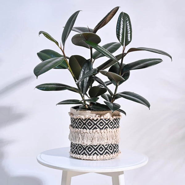 Boho Cotton Rope Planter Basket – Decorative Indoor Plant Basket for Home & Office
