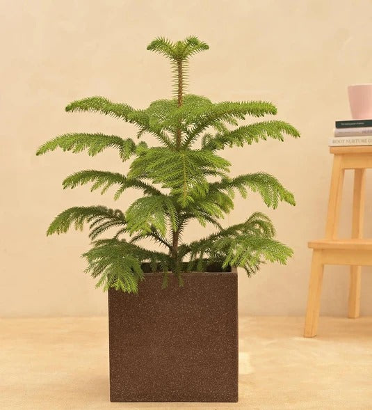 Modern Square Stone Planter Pot – Premium Indoor & Outdoor Decorative Flower Pot