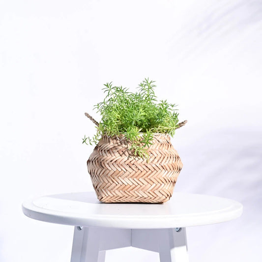 Handwoven Natural Wicker Planter Basket – Decorative Indoor Plant Basket for Home & Office