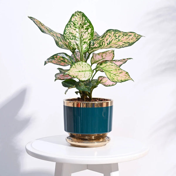 Premium Glossy Ceramic Planter Pot with Gold Rim – Decorative Indoor Flower Pot for Home & Office