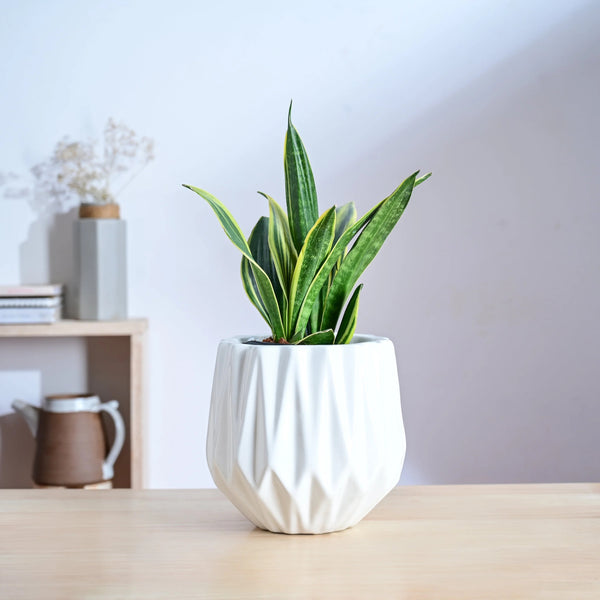Modern Geometric Ceramic Planter Pot – Decorative Indoor Flower Pot for Home & Office