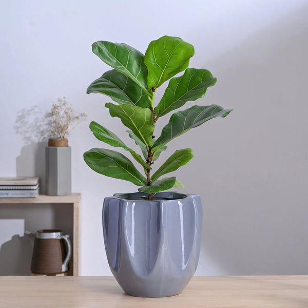 Modern Glossy Ceramic Planter Pot – Elegant Indoor Flower Pot for Home & Office