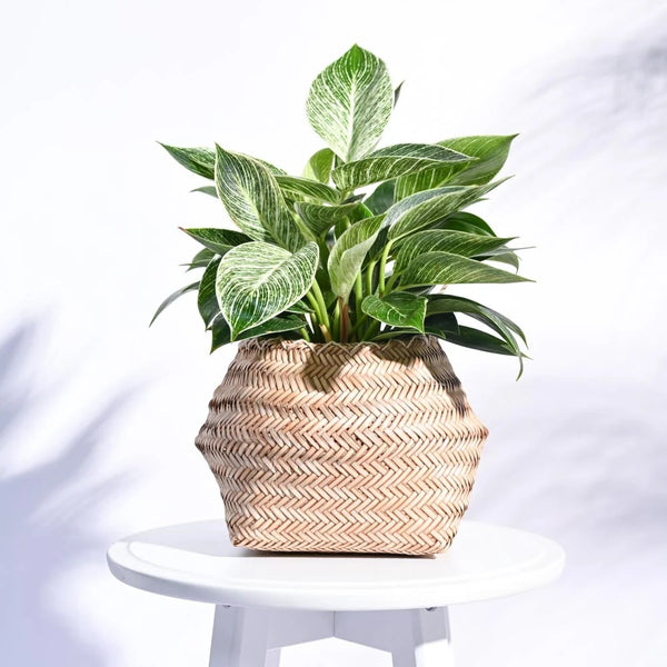Handwoven Natural Wicker Planter Basket – Decorative Indoor Plant Basket for Home & Office