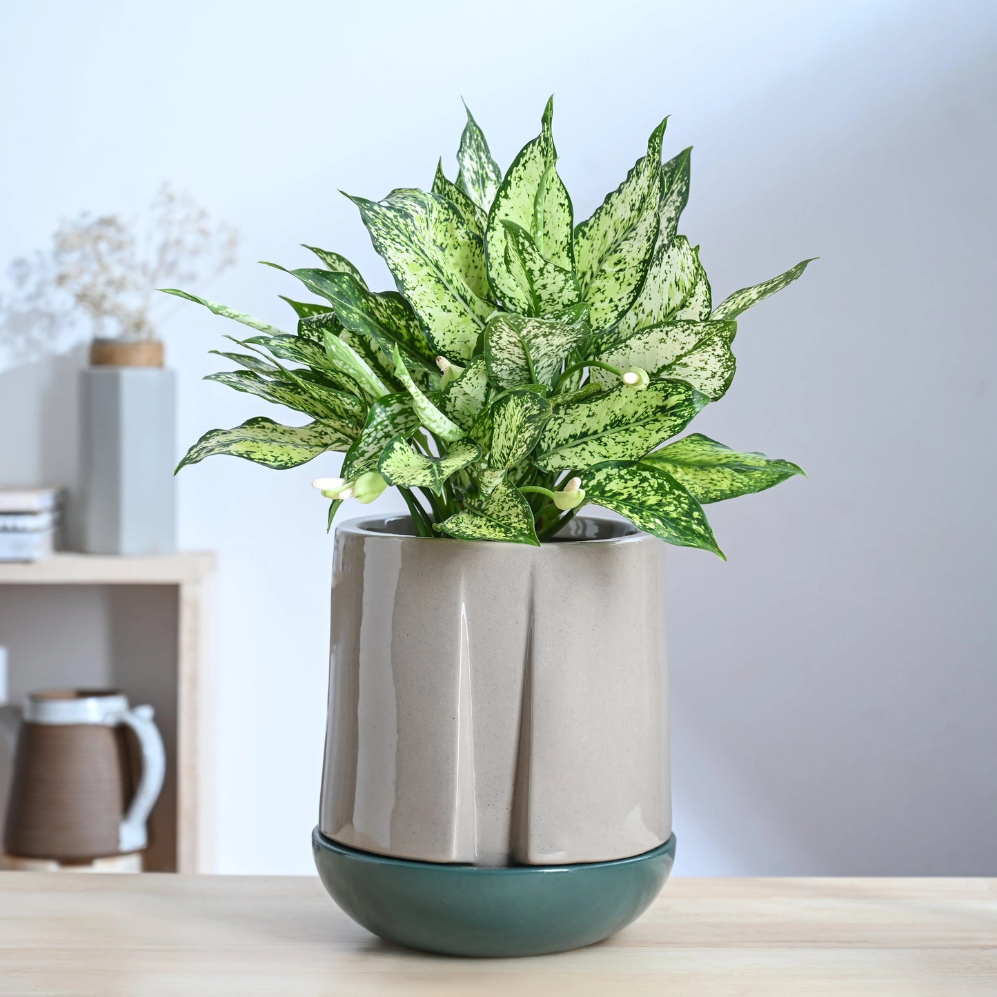 Modern Ceramic Planter with Drainage Tray – Decorative Indoor Flower Pot for Home & Office